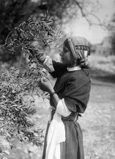 Vintage photo of Palestinian young woman picking olives.