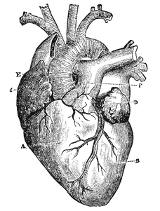 Image: a black and white anatomical drawing of a human heart with labelled parts.  The Equity Consortium quantifies emotion and intuition as valid, helpful knowledge. That's Equity.