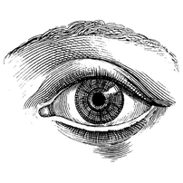 A hand drawn illustration of a human eye with eyebrow visible.